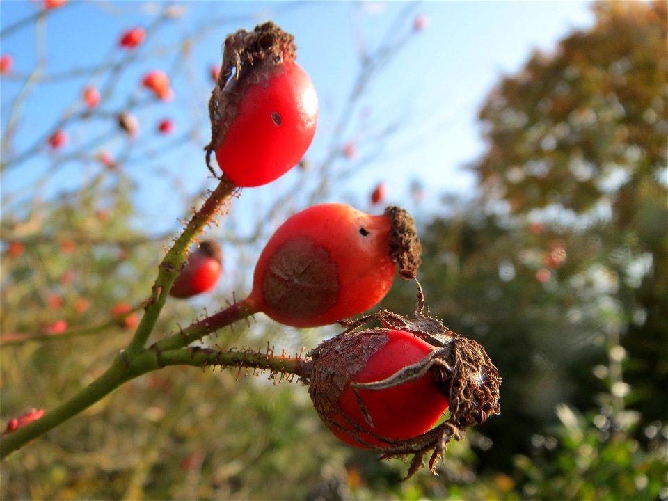 Hagebutten der Wein-Rose (Rosa rubiginosa) in Hockenheim - im Unterschied zur häufigeren Hundsrose sind die Stiele drüsig behaart