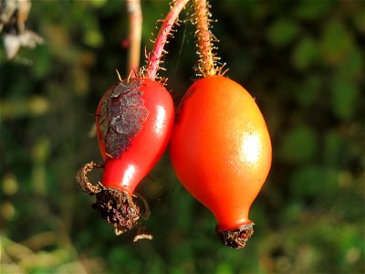 Hagebutten der Wein-Rose (Rosa rubiginosa) in Hockenheim - im Unterschied zur häufigeren Hundsrose sind die Stiele drüsig behaart