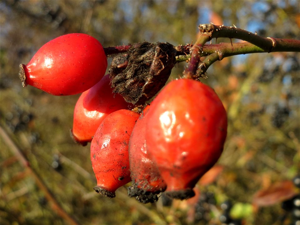 Hagebutten der Wein-Rose (Rosa rubiginosa) bei Reilingen - im Unterschied zur häufigeren Hundsrose sind die Stiele drüsig behaart