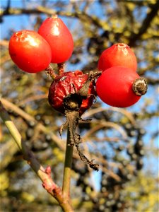 Hagebutten der Wein-Rose (Rosa rubiginosa) bei Reilingen - im Unterschied zur häufigeren Hundsrose sind die Stiele drüsig behaart