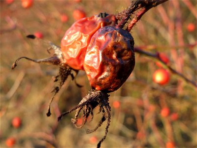 Hagebutten der Wein-Rose (Rosa rubiginosa) in Hockenheim - im Unterschied zur häufigeren Hundsrose sind die Stiele drüsig behaart und die Früchte tragen oft noch die vertrockneten Blütenkelche