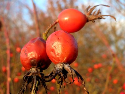 Hagebutten der Wein-Rose (Rosa rubiginosa) in Hockenheim - im Unterschied zur häufigeren Hundsrose sind die Stiele drüsig behaart und die Früchte tragen oft noch die vertrockneten Blütenkelche