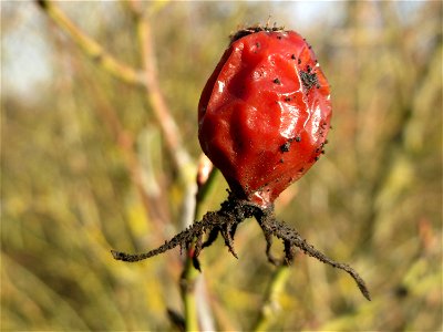 Hagebutte der Wein-Rose (Rosa rubiginosa) in Hockenheim - im Unterschied zur häufigeren Hundsrose sind die Stiele drüsig behaart