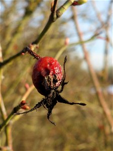 Hagebutte der Wein-Rose (Rosa rubiginosa) in Hockenheim - im Unterschied zur häufigeren Hundsrose sind die Stiele drüsig behaart