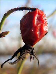 Hagebutte der Wein-Rose (Rosa rubiginosa) in Hockenheim - im Unterschied zur häufigeren Hundsrose sind die Stiele drüsig behaart