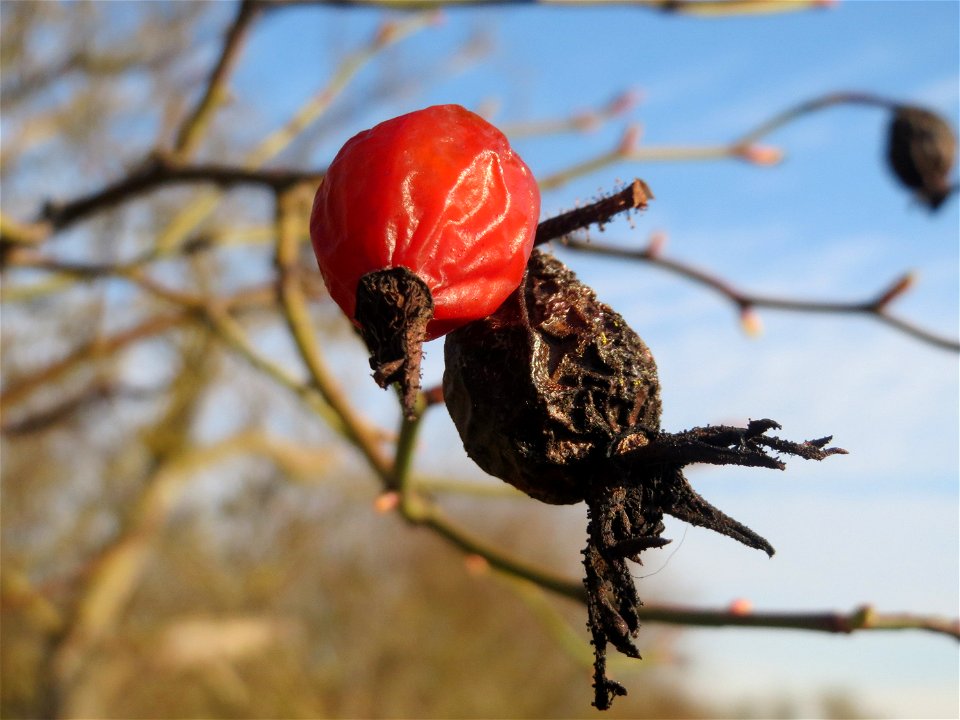 Hagebutte der Wein-Rose (Rosa rubiginosa) in Hockenheim - im Unterschied zur häufigeren Hundsrose sind die Stiele drüsig behaart