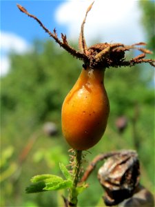 Hagebutten der Wein-Rose (Rosa rubiginosa) in Hockenheim - im Unterschied zur häufigeren Hundsrose sind die Stiele drüsig behaart