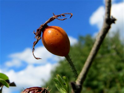 Hagebutten der Wein-Rose (Rosa rubiginosa) in Hockenheim - im Unterschied zur häufigeren Hundsrose sind die Stiele drüsig behaart photo