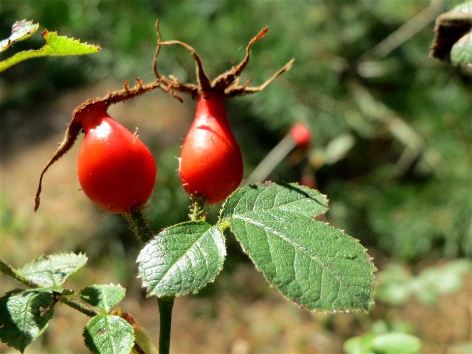 Hagebuten der Wein-Rose (Rosa rubiginosa) am Hockenheimer Baggersee in der Schwetzinger Hardt - im Unterschied zur häufigeren Hundsrose sind die Stiele drüsig behaart