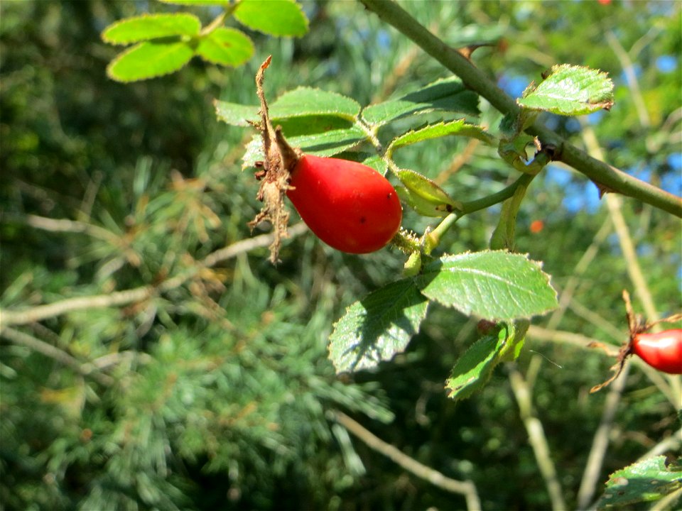 Hagebuten der Wein-Rose (Rosa rubiginosa) am Hockenheimer Baggersee in der Schwetzinger Hardt - im Unterschied zur häufigeren Hundsrose sind die Stiele und Früchte drüsig behaart