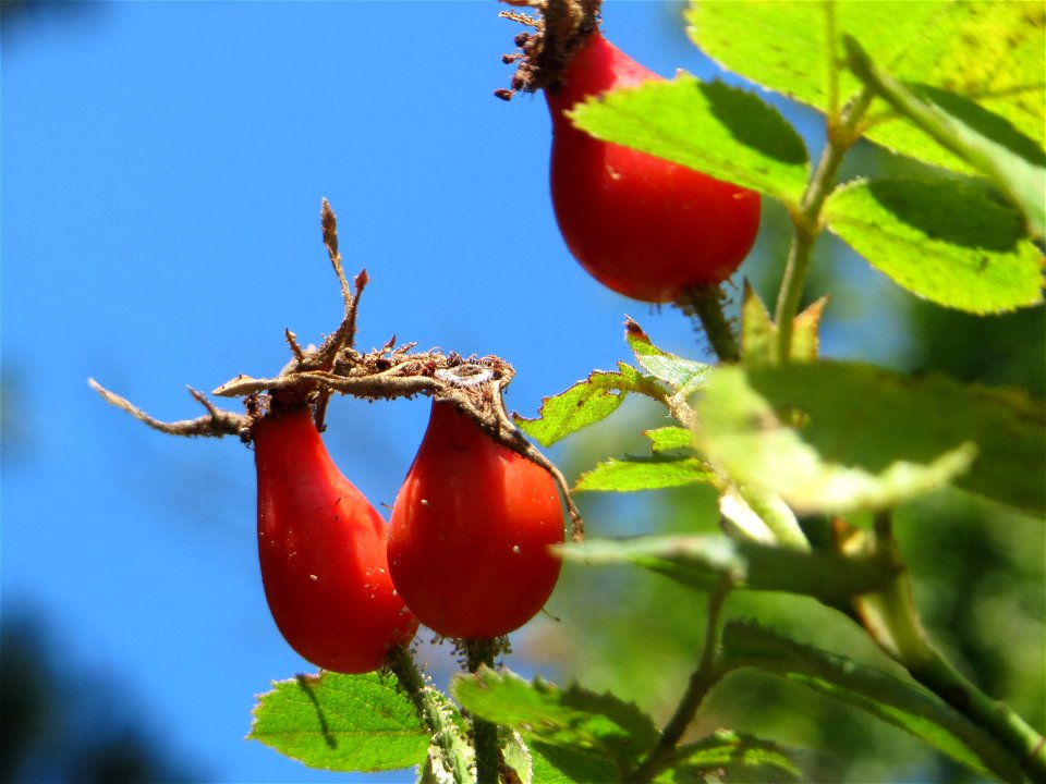 Hagebuten der Wein-Rose (Rosa rubiginosa) am Hockenheimer Baggersee in der Schwetzinger Hardt - im Unterschied zur häufigeren Hundsrose sind die Stiele und Früchte drüsig behaart