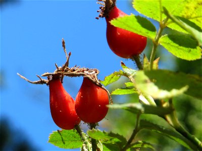 Hagebuten der Wein-Rose (Rosa rubiginosa) am Hockenheimer Baggersee in der Schwetzinger Hardt - im Unterschied zur häufigeren Hundsrose sind die Stiele und Früchte drüsig behaart