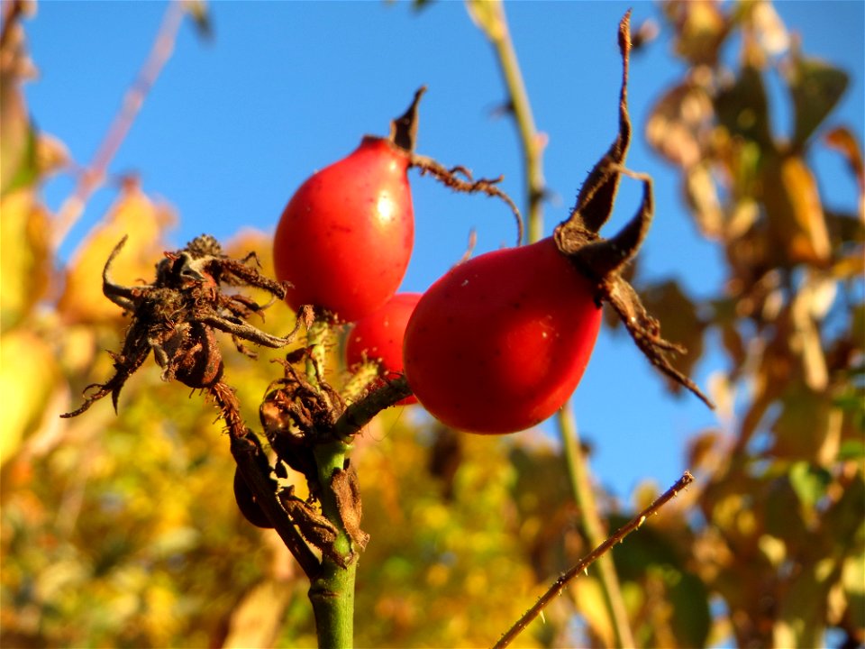 Hagebutten der Wein-Rose (Rosa rubiginosa) in Hockenheim - im Unterschied zur häufigeren Hundsrose sind die Stiele drüsig behaart