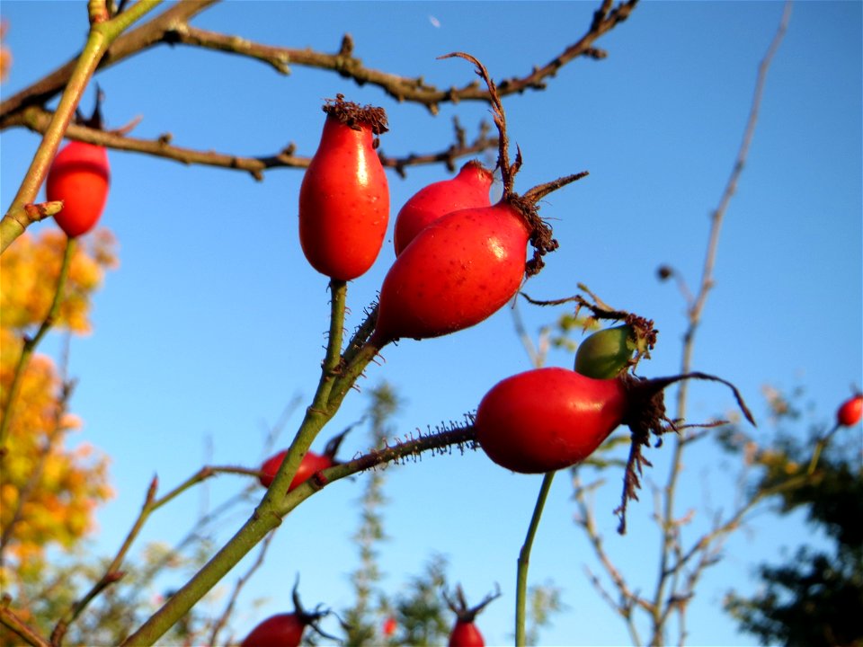 Hagebutten der Wein-Rose (Rosa rubiginosa) in Hockenheim - im Unterschied zur häufigeren Hundsrose sind die Stiele drüsig behaart