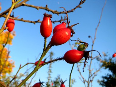 Hagebutten der Wein-Rose (Rosa rubiginosa) in Hockenheim - im Unterschied zur häufigeren Hundsrose sind die Stiele drüsig behaart