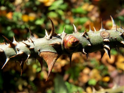 Wein-Rose (Rosa rubiginosa) am Osthafen Saarbrücken - charakteristisch sind die dichten Dornen am Zweig