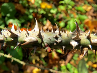 Wein-Rose (Rosa rubiginosa) am Osthafen Saarbrücken - charakteristisch sind die dichten Dornen am Zweig