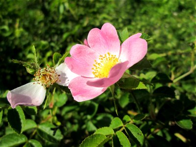 Wein-Rose (Rosa rubiginosa) in Hockenheim photo