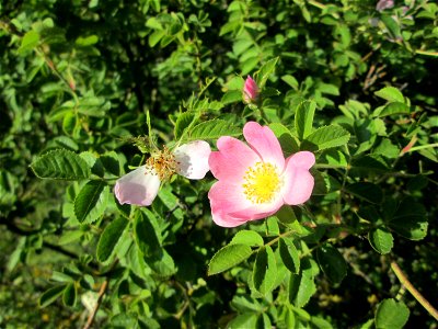 Wein-Rose (Rosa rubiginosa) in Hockenheim