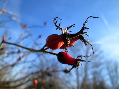 Hagebutten der Wein-Rose (Rosa rubiginosa) in Hockenheim - im Unterschied zur häufigeren Hundsrose sind die Stiele drüsig behaart