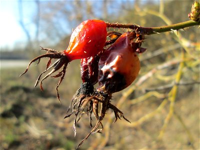 Hagebutten der Wein-Rose (Rosa rubiginosa) bei Reilingen