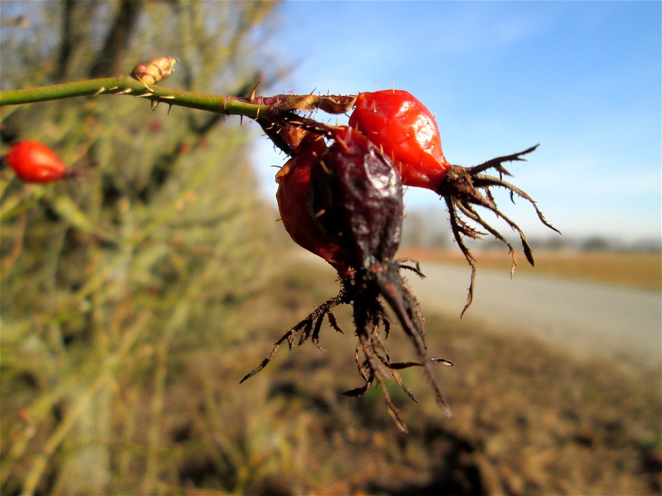 Hagebutten der Wein-Rose (Rosa rubiginosa) bei Reilingen