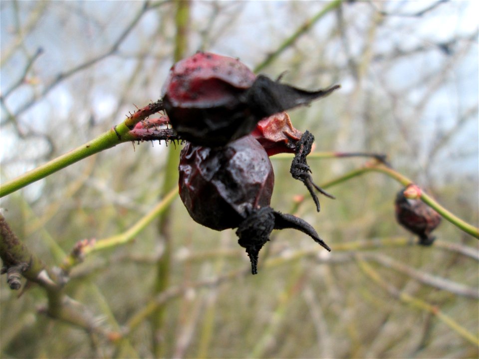 Hagebutten der Wein-Rose (Rosa rubiginosa) in einer Feldhecke bei Ketsch (Gemarkung Schwetzingen) - im Gegensatz zur häufigeren Hunds-Rose sind die Stiele drüsig behaart und die Kelchblätter der Blüte