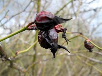 Hagebutten der Wein-Rose (Rosa rubiginosa) in einer Feldhecke bei Ketsch (Gemarkung Schwetzingen) - im Gegensatz zur häufigeren Hunds-Rose sind die Stiele drüsig behaart und die Kelchblätter der Blüte