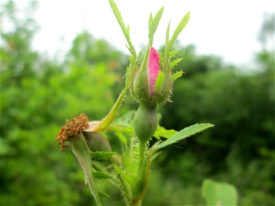 Wein-Rose (Rosa rubiginosa) im Naturschutzgebiet „St. Arnualer Wiesen“ photo