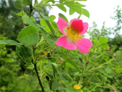 Wein-Rose (Rosa rubiginosa) im Naturschutzgebiet „St. Arnualer Wiesen“ photo