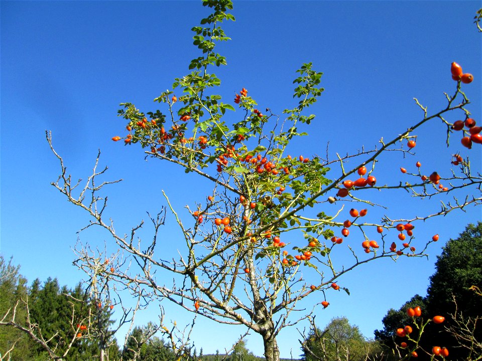 Wein-Rose (Rosa rubiginosa) im Almet in Sankt Arnual