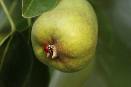 Fruit produce green lady