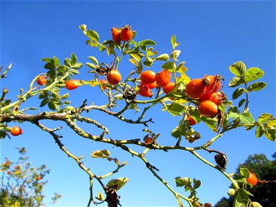 Wein-Rose (Rosa rubiginosa) im Almet in Sankt Arnual