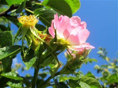 Wein-Rose (Rosa rubiginosa) in einem aufgelassenen Schrebergarten in Brebach photo