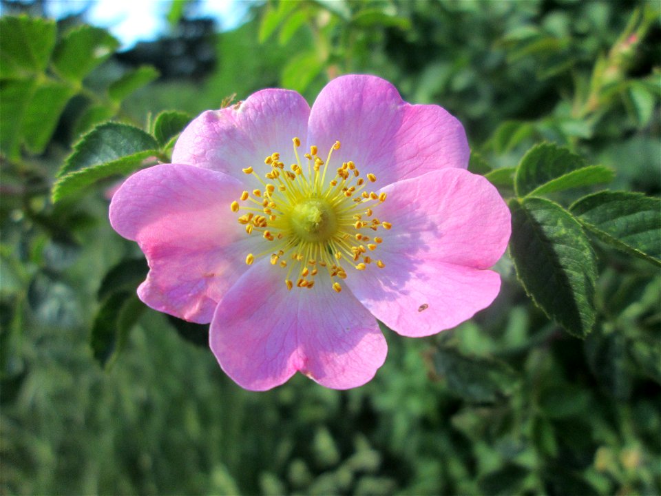 Wein-Rose (Rosa rubiginosa) in einem aufgelassenen Schrebergarten in Brebach