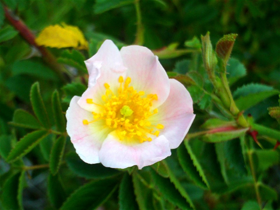 Rosa rubiginosa (syn. R. eglanteria) flowers close up, Sierra Madrona, Spain