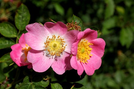 Rosa rubiginosa photo