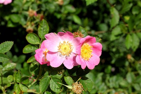 Rosa rubiginosa photo