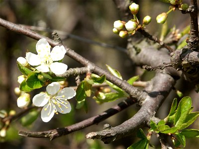 Kirschblüten