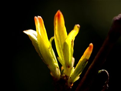 Young leaves of a plum tree.