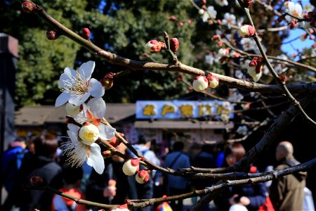 偕楽園の賑わい. 東湖神社前で撮影.