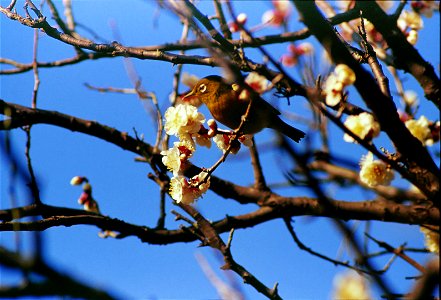 海蔵寺(鎌倉市)で撮影した、梅の花の蜜を吸うメジロ