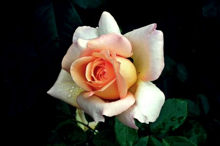 Beauty the smell of romance
