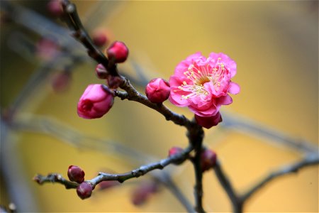 年末から咲いている梅. 妙本寺で撮影.