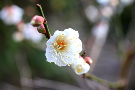 寒梅(その1). 宝戒寺で撮影.