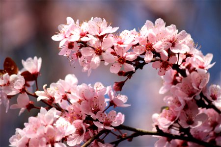 Pink Plum Blossoms