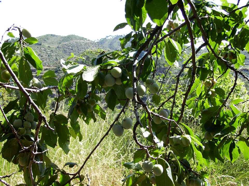 Image:Prunus domestica_21_juliol_06_002.jpg
Prunus domestica, var Green Claudia.Inmature fruits in july in Serra de Castelltallat,Catalonia 

My own work, july, 21 2006