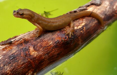 Salamander water pig lizard