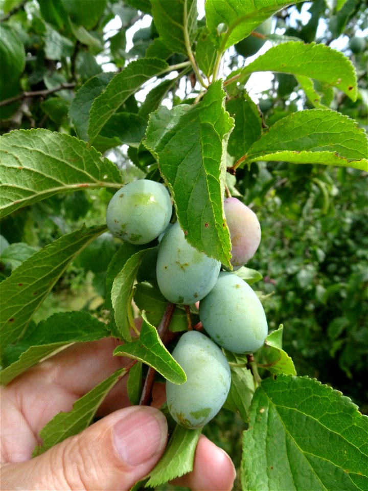 Plum (Prunus domestica)