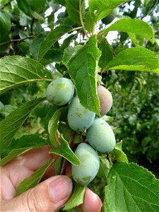 Plum (Prunus domestica)